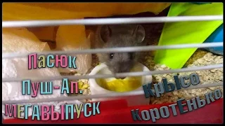 Пасюк Пуш-Ап. "Мегавыпуск". ^_^ (Wild Rats | Дикие крысы)