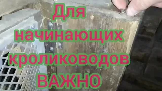 ОКРОЛ крольчихи.ТАК бывает!!!ВАЖНО.