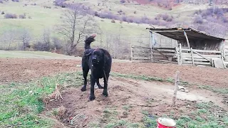 P'un Plai Prahovean.. un câne corbean..a lu' Dragoș Median'..