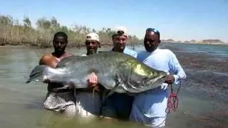 Monster Nile perch Fishing, Lake Nasser
