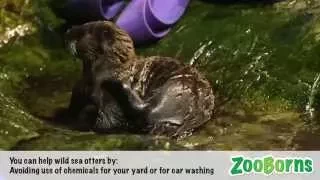 Meet Luna The Orphaned Sea Otter