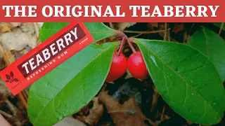 Teaberry or American  Wintergreen (inspiration for Teaberry gum)