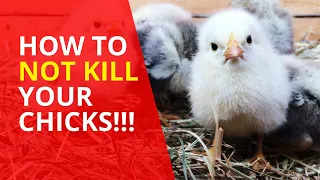 Raising chicks 101 - Avoid these fatal beginner mistakes!