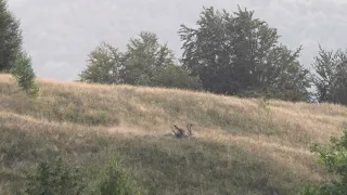 Long distance shot at red stag