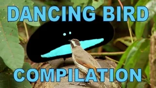 Weird & Wonderful Dancing Birds Compilation (Part 1)