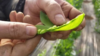 Hidden Boqueria Chef Aitor Olabegoya visits Catalunya Calcotes Farm YN450