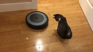 Roomba Kittens.  #kittens #roombacat