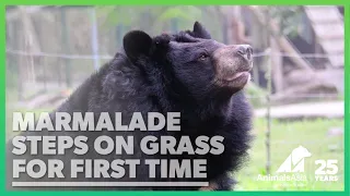 Marmalade steps on grass for the first time