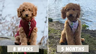 Toy Poodle Puppy growing up - 8 weeks to 5 months (videos + music) | Toy Poodle Lotti