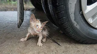 Heartwarming Story: Abandoned Kitten Left in the Rain, Emaciated and Alone
