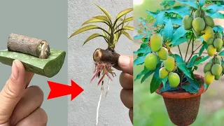 Tricks for propagate mango using only aloe vera to help the tree produce fruit super fast