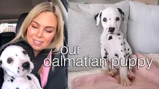 Getting our Dalmatian Puppy 🐶🐾🎀