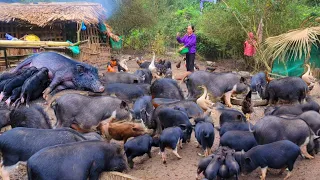 Taking care of each herd of piglets that grow day by day, many pigs begin to get pregnant