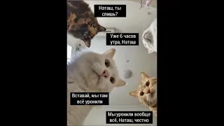 Наташа и коты