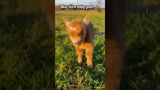 Baby goat #shorts