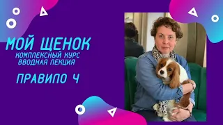 Почему нельзя оставлять щенка долго дома одного