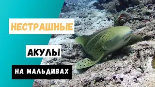 Самые нестрашные акулы Мальдив. Леопардовая акула и акула-нянька