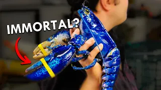 Are Lobsters Immortal?