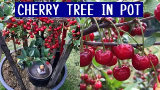 How to Grow Cherry Trees in Containers Produce More Fruit