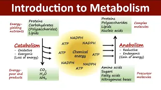 Introduction to Metabolism | Catabolism Vs Anabolism | Biochemistry