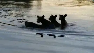 Медведица плывет с медвежатами!