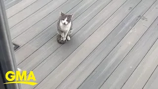 Meowing cats lead woman to litter of barn kittens l GMA