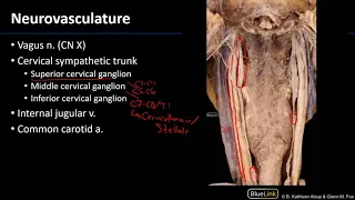 Larynx, Pharynx and CST - Neurovasculature
