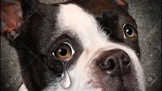 Dog crying🥲, Dog Tilting head sound🐕, German Spitz crying😍, #tuiwoofworld #dog