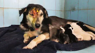 Mama dog keeps babies alive despite life-threatening wound…