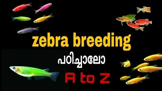 Zebra fish breeding പഠിച്ചാലോ  | how  breed zebra  danios fish in malayalam