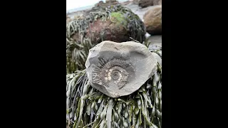 Runswick Bay To Port Mulgrave Feb 2024 #ammonites #fossils #fossilhunting