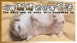 叫醒刺蝟的正確方法 The ONLY way to wake this hedgehog up【刺身小姐】