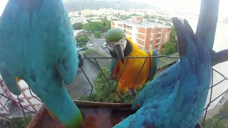 Pichones Guacamayos azules y amarillos: Espectáculo de colores en el bebedero... Aves en mi balcón