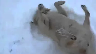 Funny Dogs   Playing In The Snow Compilation!