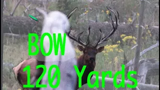 120 Yard Bowkill , Giant Bull Elk... No Sights