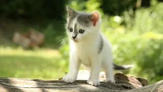 Мяуканье котенка (Звук плачущего котенка, который зовет маму-кошку) | (18 Секунд)