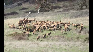 Riddle Oregon Roosevelt Elk November,23, 2022