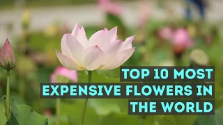 Top 10 The Most Expensive Flowers in the World