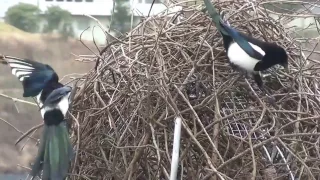 170327 0946 magpies building nest, the male mostly on the outside, the female mostly inside