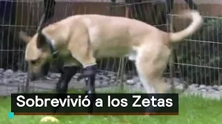 ‘Pay de Limón’, el perro que sobrevive a 'Los Zetas' - 10 En Punto