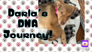 What kind of Dog Is Darla? 🧬 Doggy DNA Mystery Solved! April 11, 2024