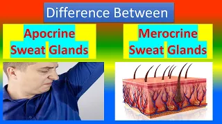 Difference Between Apocrine Sweat Glands and Merocrine  Sweat Glands