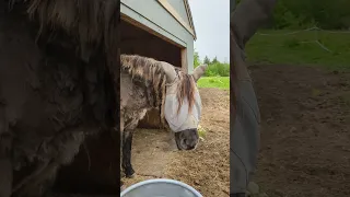 Surprising My Horses for Breakfast 🤗