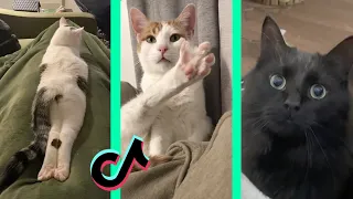 BEST DANK CAT MEMES COMPILATION OF JANUARY 2022