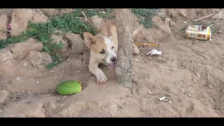 Village Dogs, Rural Dogs Meeting, Hot Season Rural Dogs meeting, Street Dog