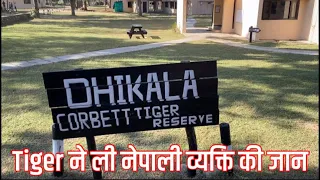 Dhikala Zone Tiger Attack | Tiger Killed Nepali Men | Jim Corbett Tiger Attack #tigerattack