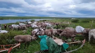 Подготовка к касланию (перекочевка) на новое место стойбища