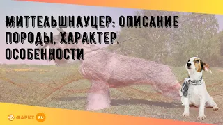 Миттельшнауцер: описание породы, характер, особенности