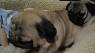 Pugs Snoring