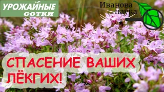 БОГОРОДСКАЯ ТРАВА ЧАБРЕЦ ТИМЬЯН - оздоровление и избавление от кашля! Кашель и бронхит ПОБЕДИТ!